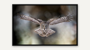Silent Flight by Harry Collins, black float frame [fin:float:Black]