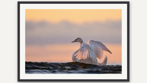 Sunrise Swim by Ginette Kew, black picture frame [fin:paper:Black]