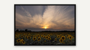 Sunset Through The Stems by Jennifer Hottinger-Sloan, black float frame [fin:float:Black]