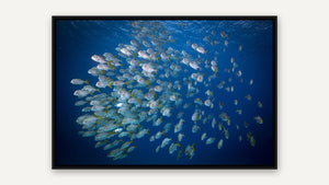 Swimming with the Shoal by Gary Burns, black float frame [fin:float:Black]