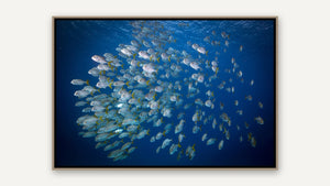 Swimming with the Shoal by Gary Burns, whitewashed wood float frame [fin:float:Whitewashed Wood]