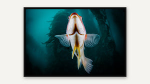 The Californian Sheephead by Gary Burns, black float frame [fin:float:Black]