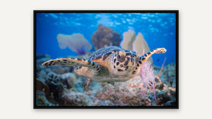 The Friendly Turtle by Gary Burns, black float frame [fin:float:Black]