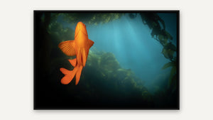 The Lone Garibaldi by Gary Burns, black float frame [fin:float:Black]