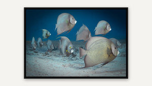 The March of the Angelfish by Gary Burns, black float frame [fin:card]