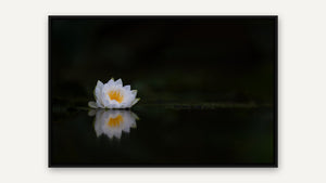 The Quiet Bloom by Ginette Kew, black float frame [fin:float:Black]