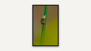 Tiny Explorer by Christy Grinton, black float frame [fin:float:Black]