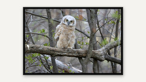 Tiny Raptor by Nancy Wessely, black float frame [fin:float:Black]