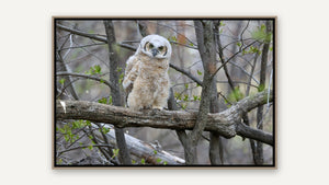 Tiny Raptor by Nancy Wessely, whitewashed wood float frame [fin:float:Whitewashed Wood]
