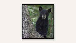 Tree Base by Missy Mandel, black float frame [fin:float:Black]