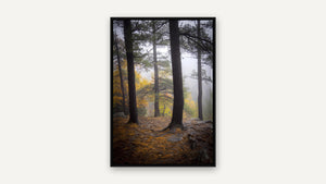 Trees in the Mist by Rick Bogacz, black float frame [fin:float:Black]