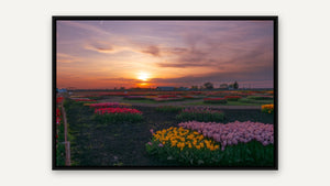 Tulips at Sunset, Niagara by Tatiana Campbell, black float frame [fin:float:Black]