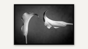 Two Yellow Calla Lillies by Rick Bogacz, black float frame [fin:float:Black]