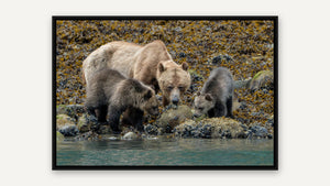 Watchful Guardian by Gen Caron, black float frame [fin:float:Black]