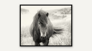 Wayward Wind by Debra Garside, black float frame [fin:float:Black]