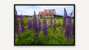 Wild Lupins and Weather Walls by Jennifer Hottinger-Sloan, black float frame [fin:float:Black]