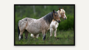 Wildies of Alberta by Martin Elliott, black float frame [fin:float:Black]