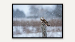 Winter's Sentinel by Gen Caron, black float frame [fin:float:Black]