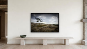 Windswept Pine, Killbear Provincial Park by Rick Bogacz, 48 x 32 in, black float frame